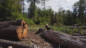Best Stump Grinding and Removal  in Idabel, OK