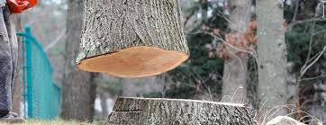Best Fruit Tree Pruning  in Idabel, OK