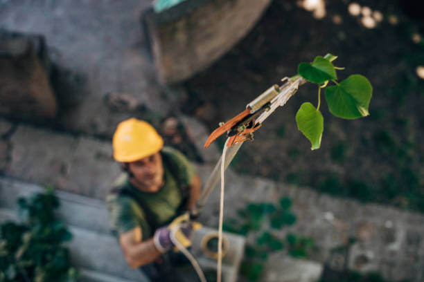 Best Tree Removal  in Idabel, OK
