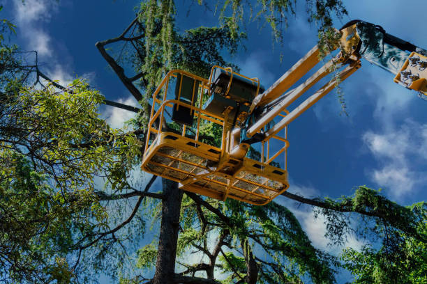Best Arborist Consultation Services  in Idabel, OK