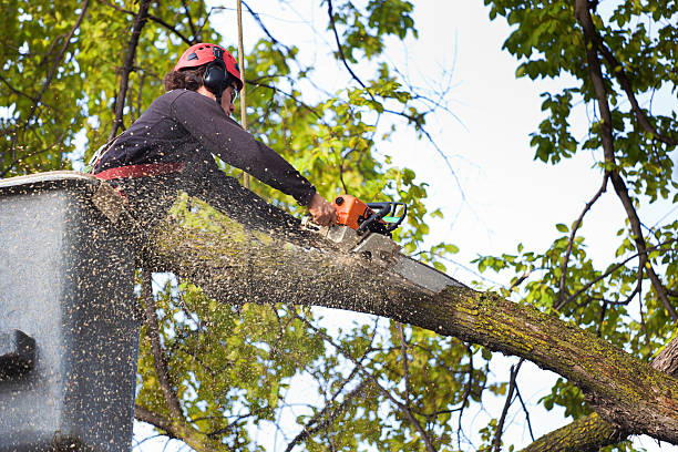Best Tree Mulching  in Idabel, OK
